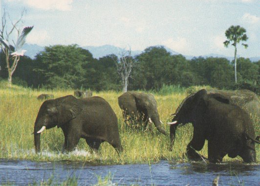 Malawi Wildlife